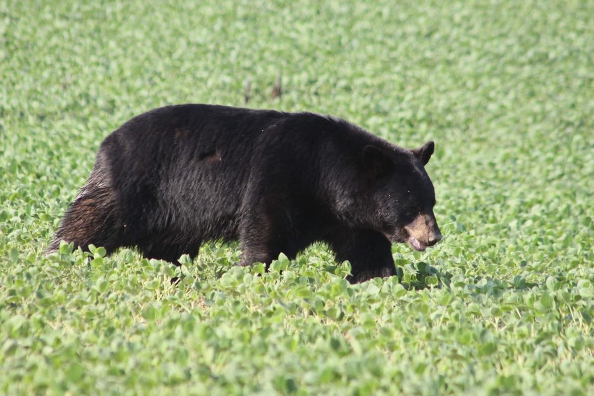 A month ago, a wild black bear was in Wisconsin and heading south. Now