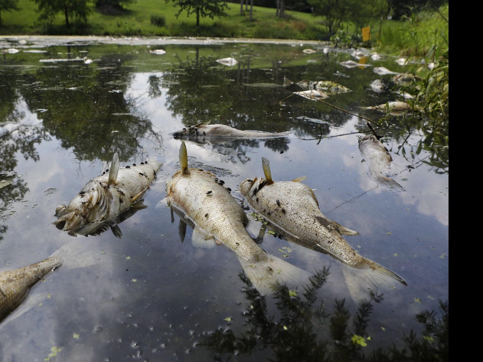 Photos Fish In Carondelet Park Lake Die Metro Stltoday Com