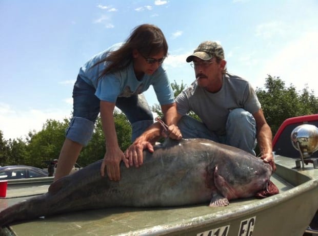 Record-setting catfish in Missouri River near St. Charles