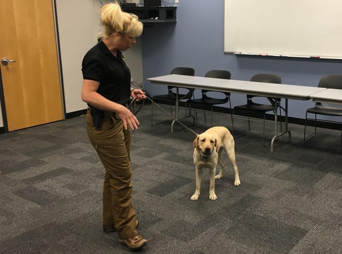 St Charles County Adding Electronicsniffing Dog To Assist With Child