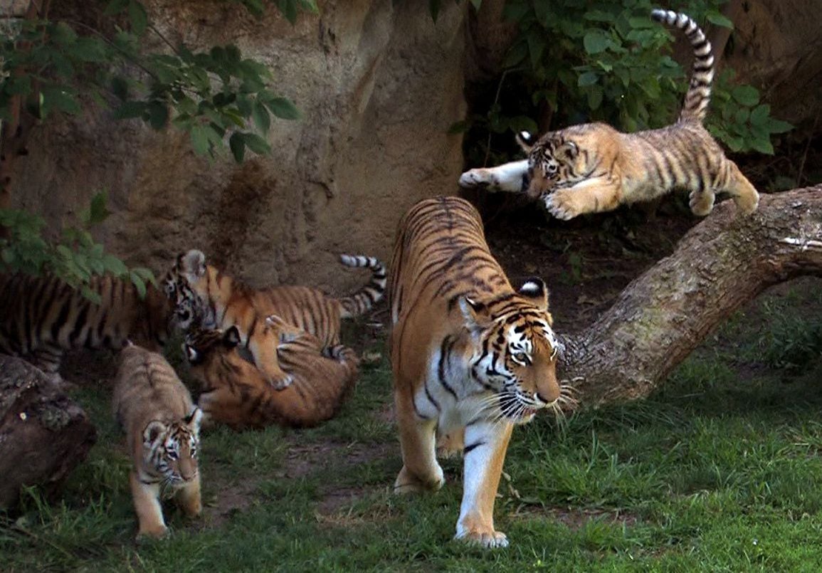 Amur tiger  Saint Louis Zoo