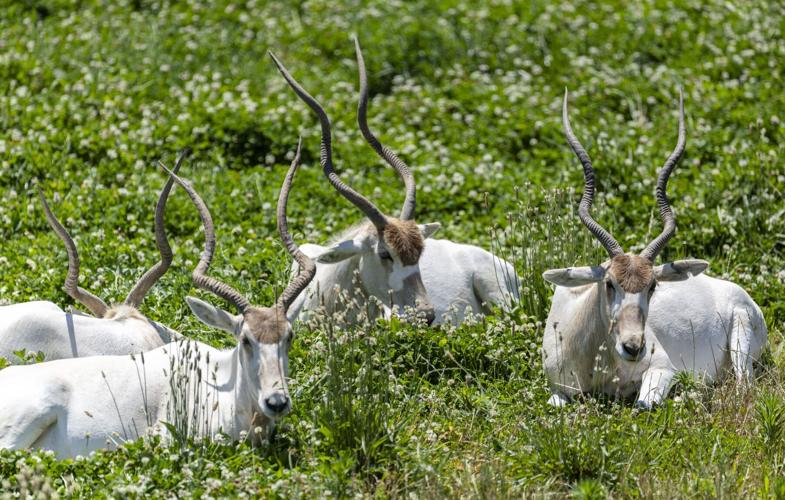 A look at the St. Louis Zoo WildCare Park in St. Louis County