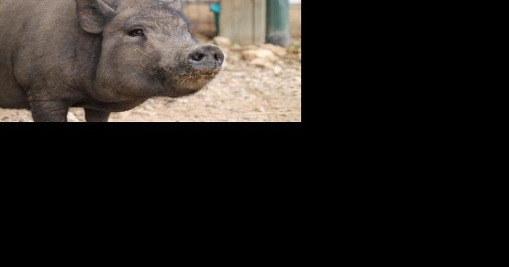 Meet our pets of the week: A pit bull mix, a Lab mix and a pig named Jon Hammlet - Vimarsana News
