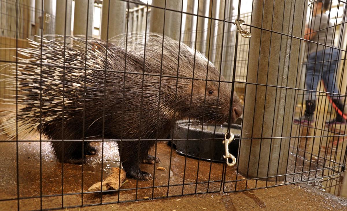 Grant’s Farm starts a new season Friday, sans elephants Entertainment