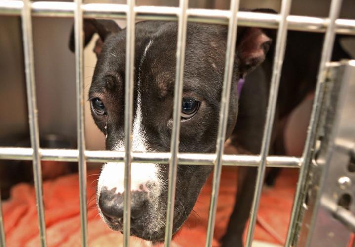 Distemper outbreak at St. Louis shelter brings Stray Rescue to a halt