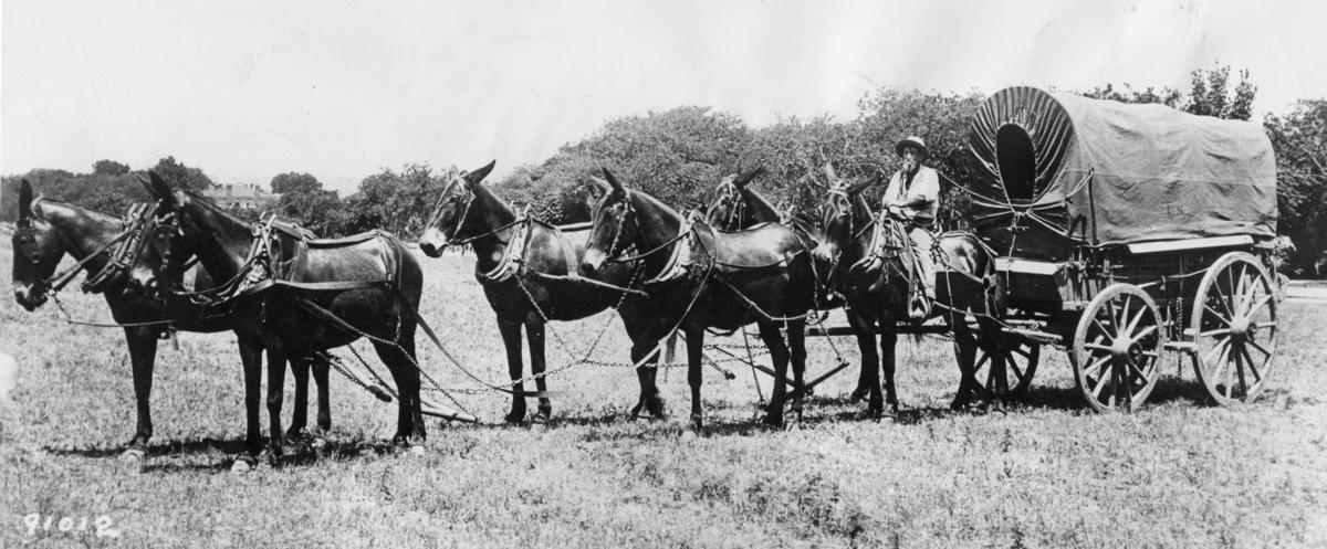 The History of the Missouri mule