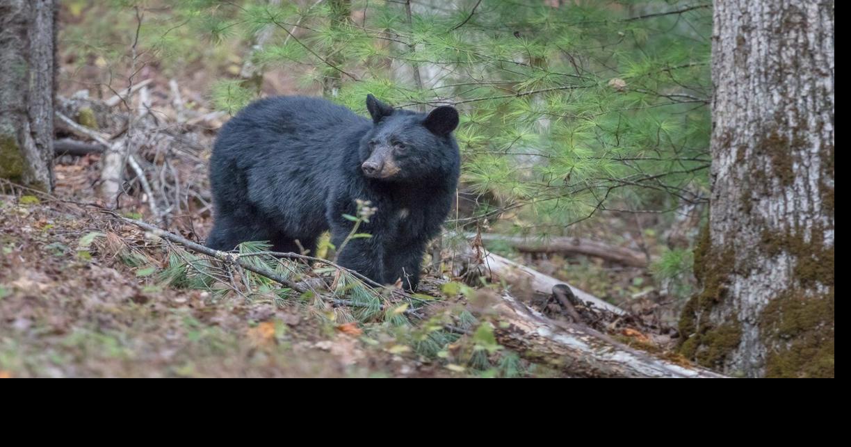 Missouri black bears likely heading back to their old Mississippi River basin territory Cassandra Stephenson Tennessee Lookout