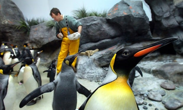 St. Louis Zoo closing penguin exhibit, for now, to work on new polar bear space | Metro ...