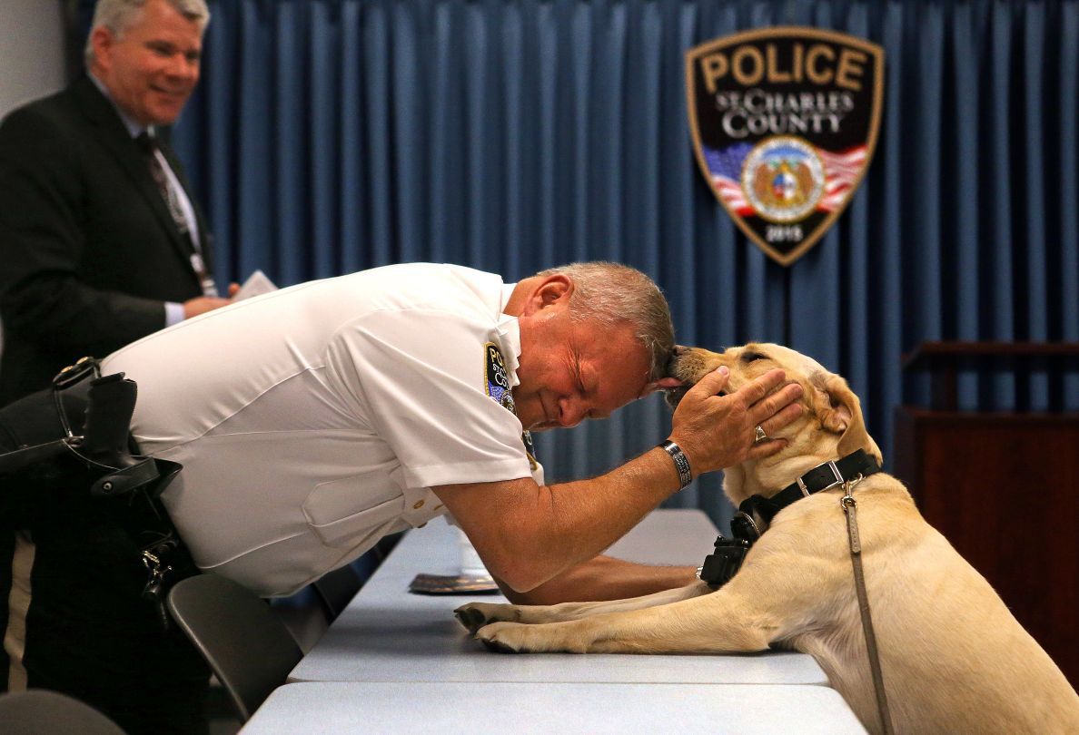 New Dog Porn - St. Charles County adding electronic-sniffing dog to assist with child porn  cases | Law and order | stltoday.com