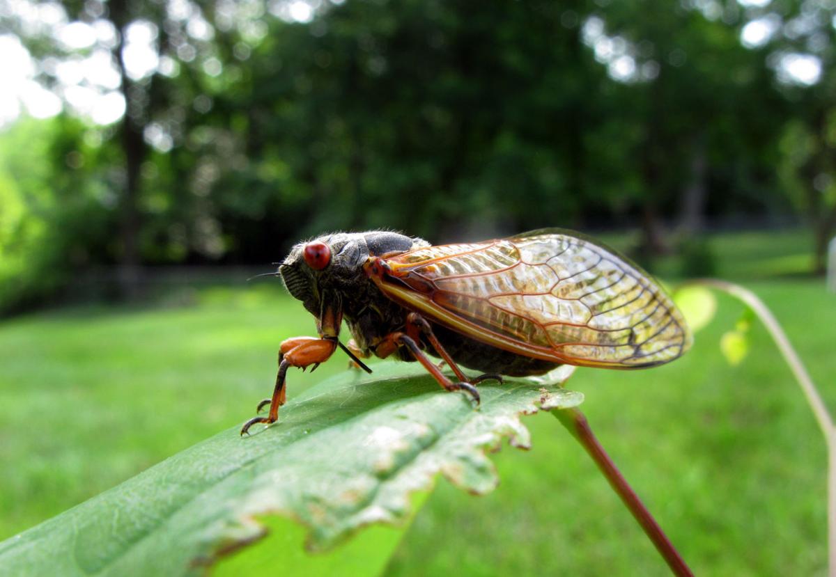 Cicadas making mating history in Missouri, but none of the love