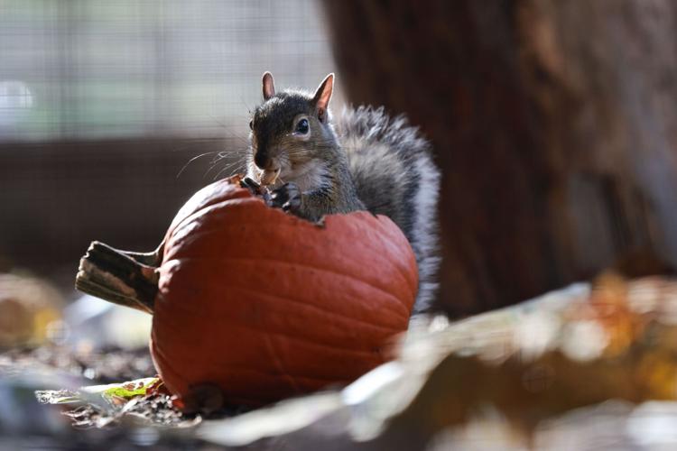 Missouri Wildlife Rescue Center is home to dozens of injured or orphaned squirrels