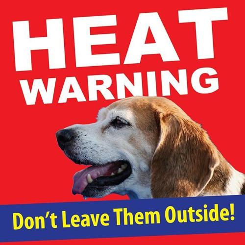 Keep Your Pets Cool In Extreme Heat!