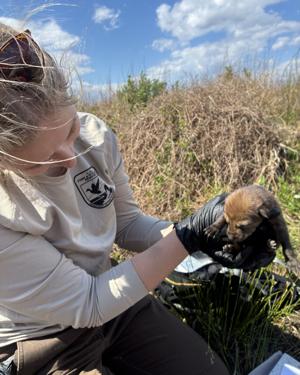 St. Louis Zoo's American red wolf pups released to a wild wolf family in North Carolina.