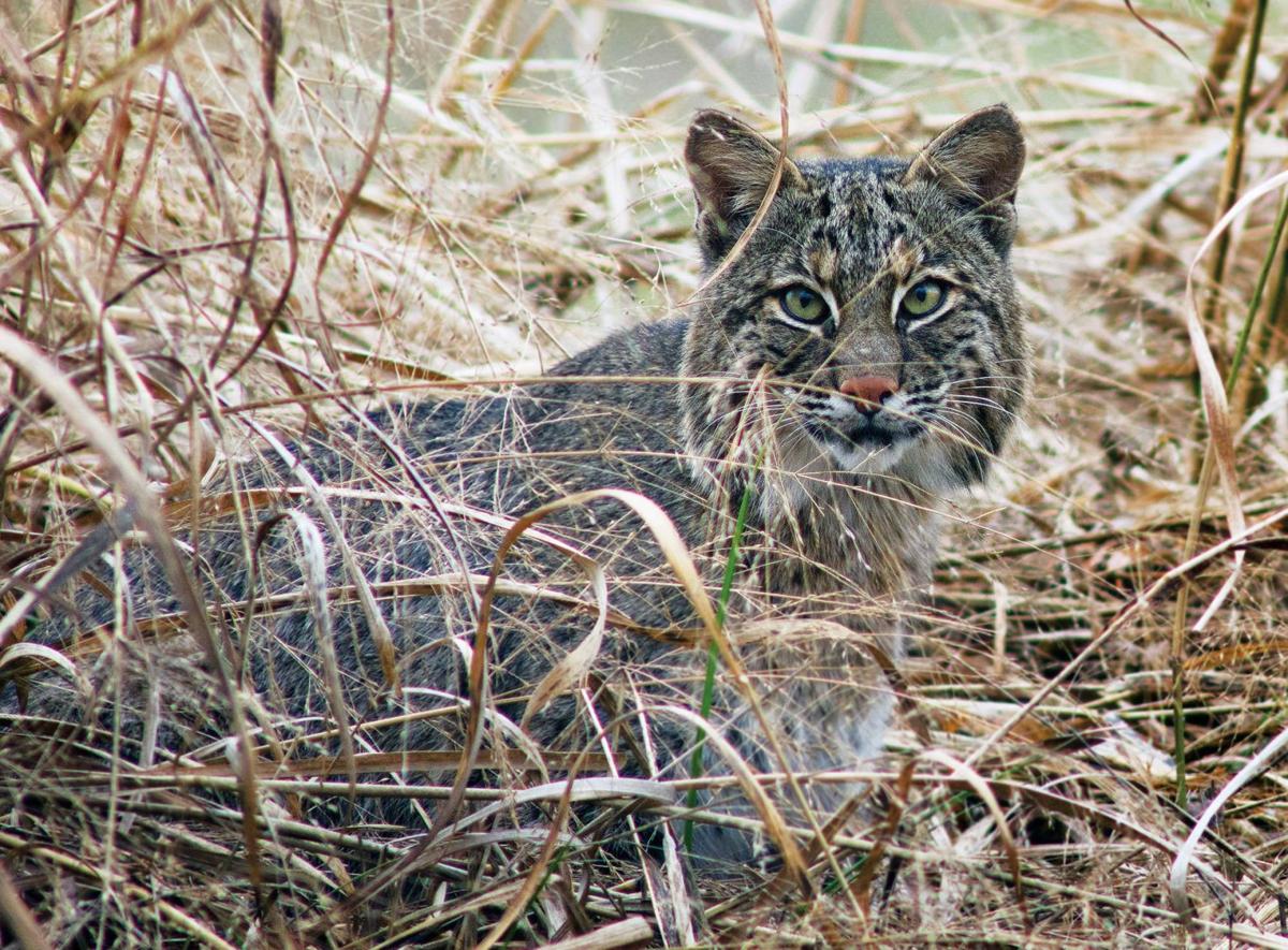 Wild Missouri: photographer captures elusive animals | Books | stltoday.com