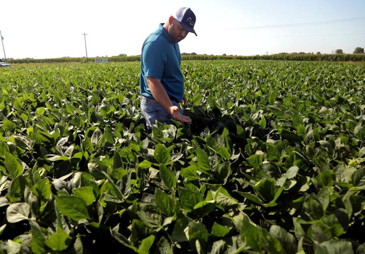 Crop spraying to save fungal spread
