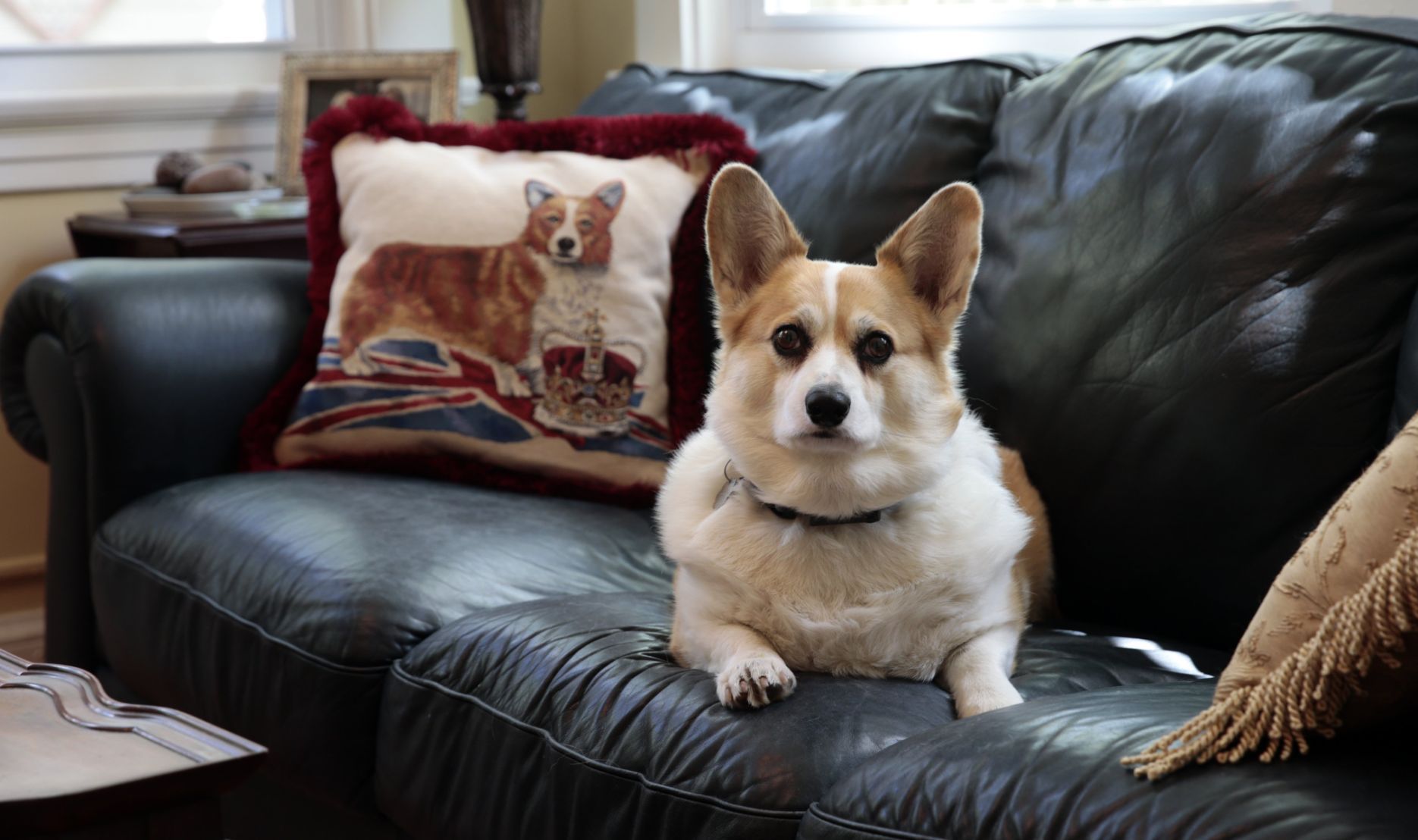 chow chow miniature pinscher mix