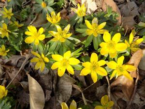 Things to do in the garden this week