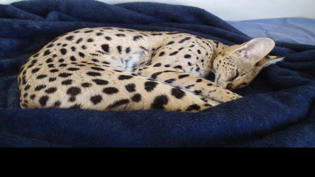 Pet African Wild Cat Caught Returned To St Charles County Owner