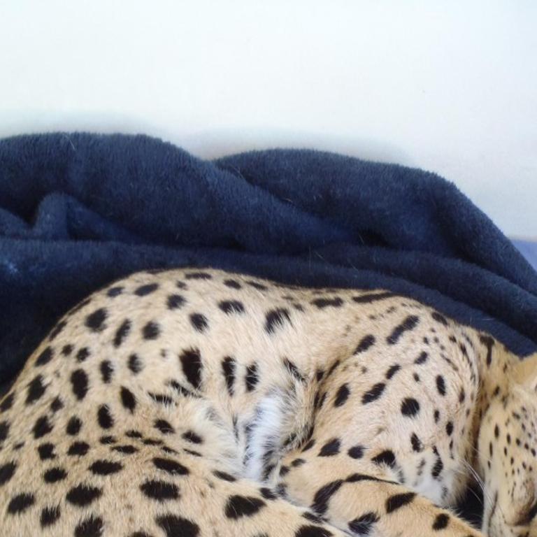 Pet African Wild Cat Caught Returned To St Charles County Owner