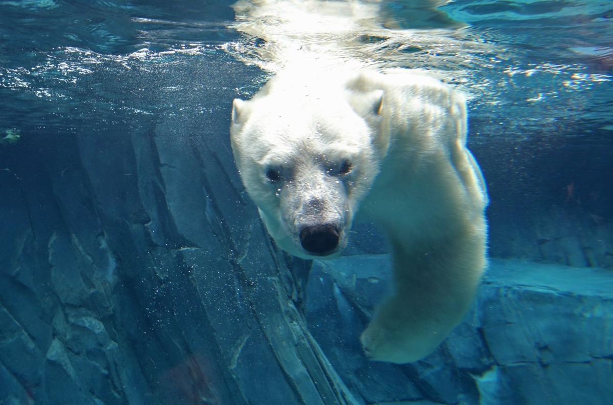 flip a zoo polar bear