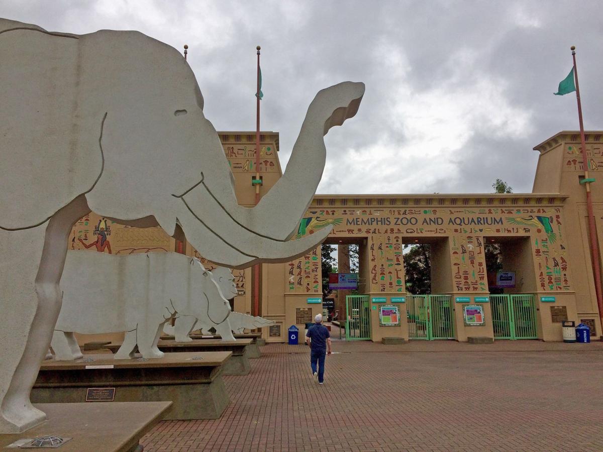 Memphis Zoo: Giant pandas, bonobos, Bengal tigers and more to see