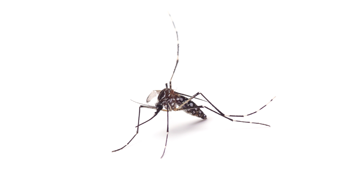 Mosquito