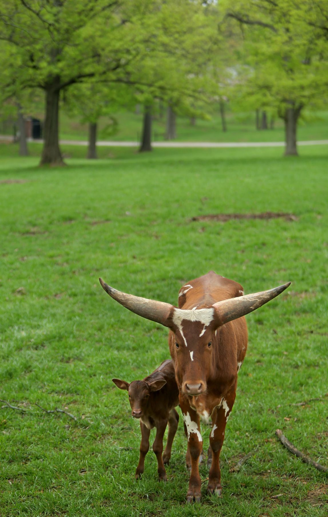 Grant’s Farm starts a new season Friday, sans elephants Entertainment