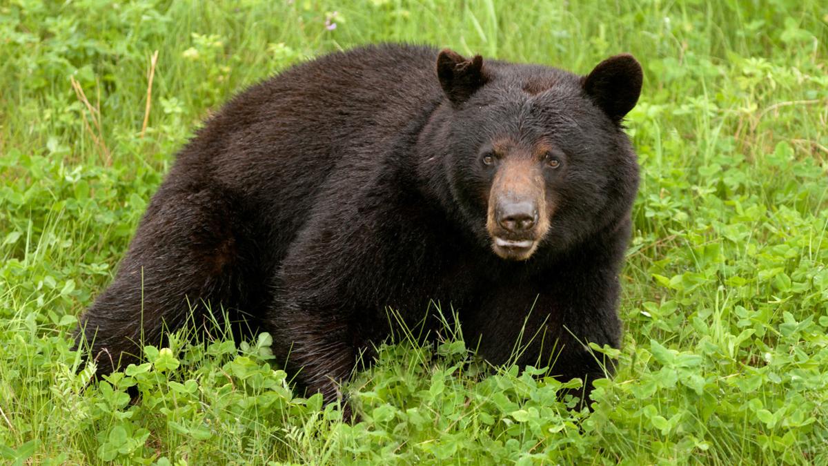 Bears know no boundaries in Missouri, so Conservation Department says