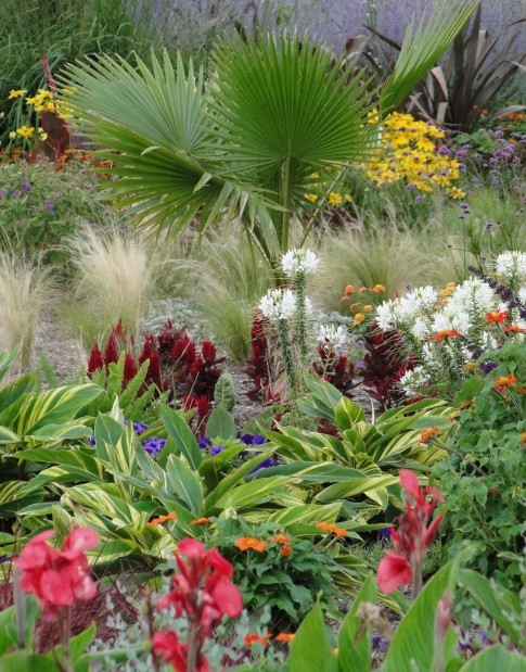 Tropicals Add Wow Factor To Your Garden Home Garden Stltoday Com