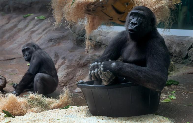 A young gorilla takes his very first steps outside at the St. Louis Zoo
