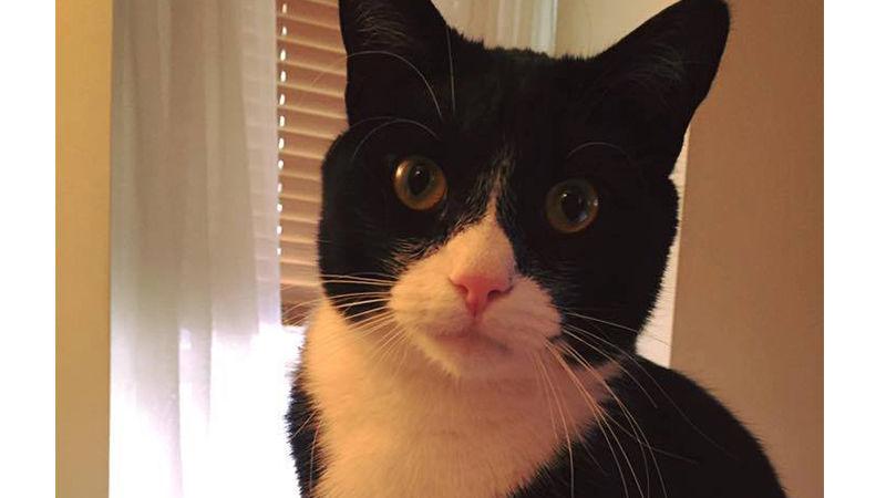 Shelter Pet Of The Month Meet Wallace Stltoday Com