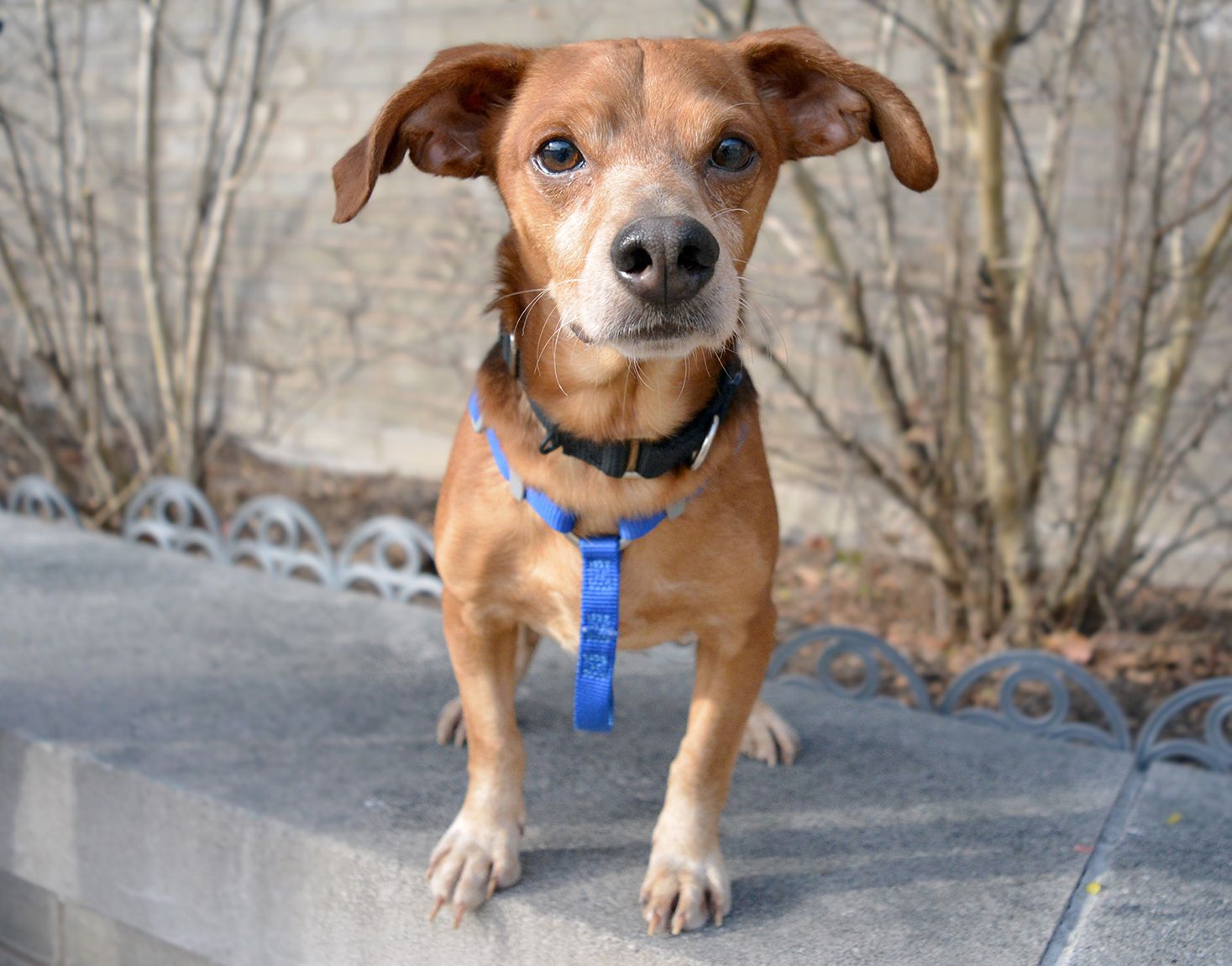 red heeler and beagle mix
