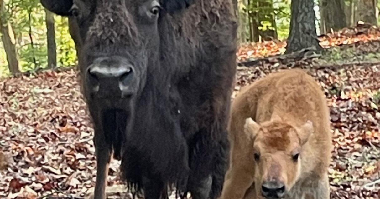 Elk and bison calves born at Lone Elk Park - Vimarsana News