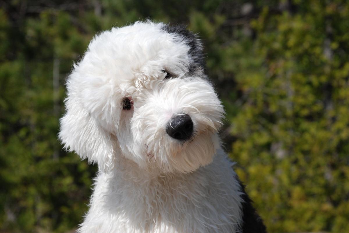 Meet the 19 least intelligent dog breeds