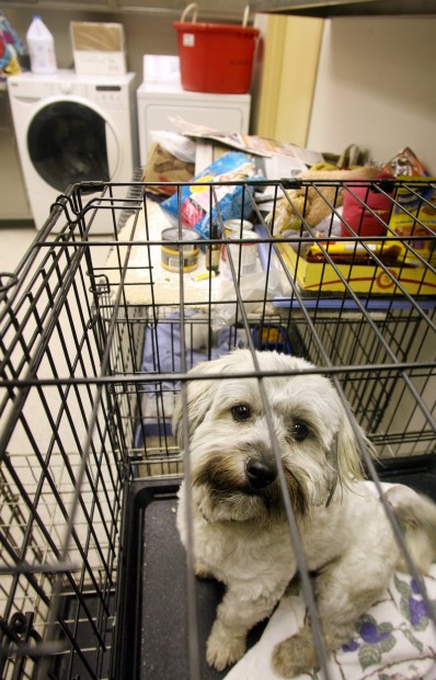 New St. Louis County animal shelter opens with twice as much space | Metro | 0