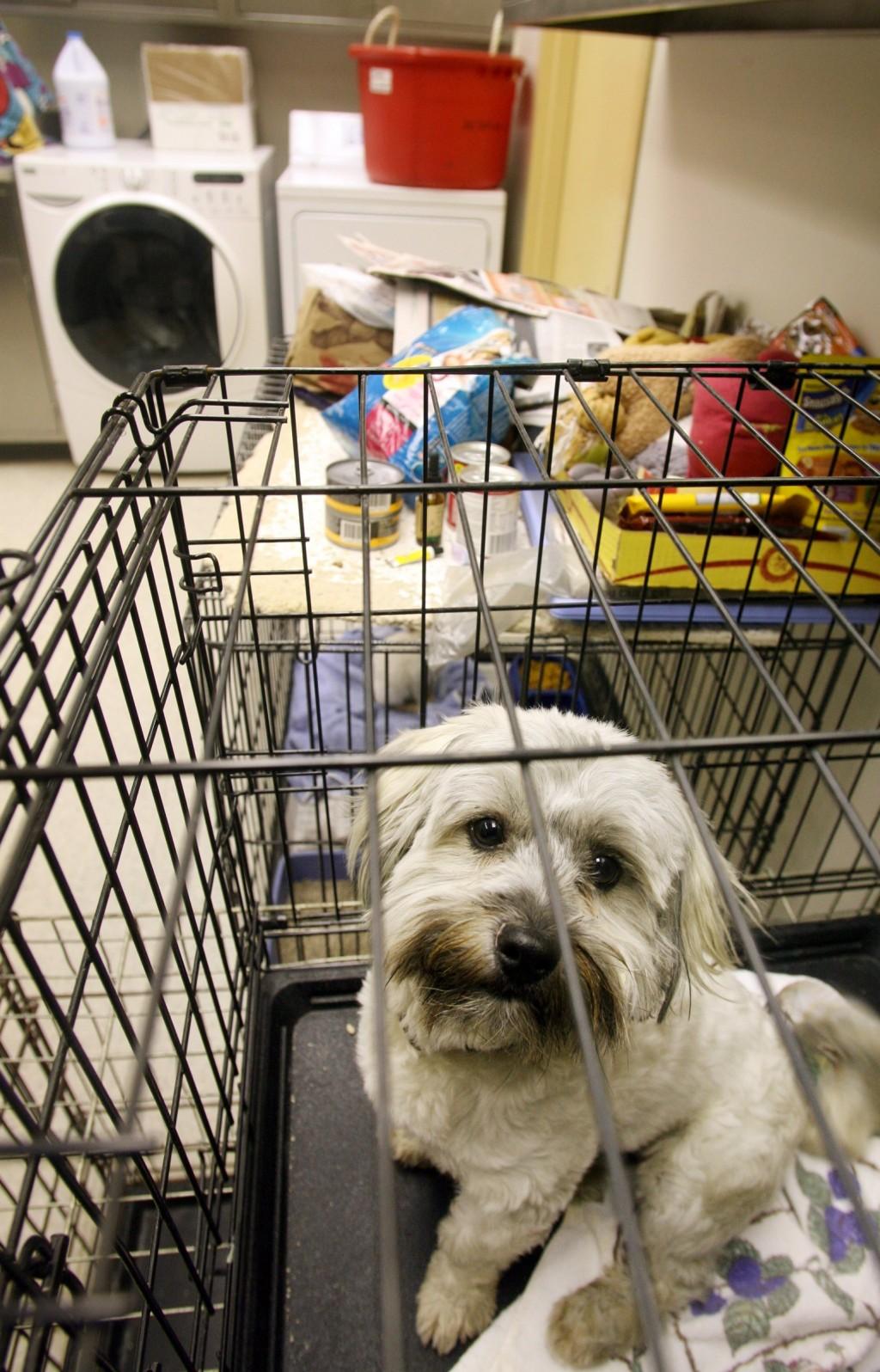 New St Louis County Animal Shelter Opens With Twice As Much Space