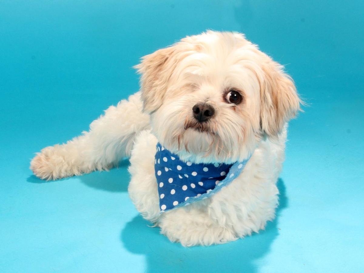 bichon and shih tzu pet of the week peppy bichon frise and shih tzu mix pets stltoday bichon and shih tzu pet of the week peppy bichon frise and shih tzu mix pets stltoday