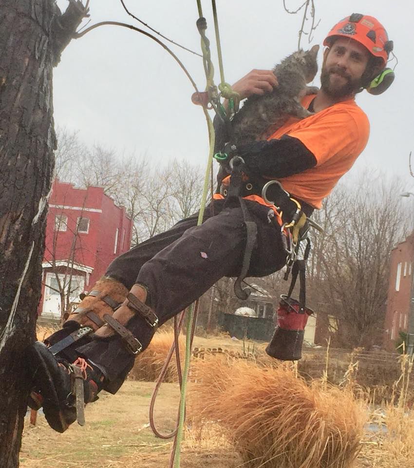 In a tail as old as time, a cat is rescued from a tree. This one was