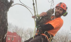 In a tail as old as time, a cat is rescued from a tree. This one was saved by a 'tree ninja' in St. Louis