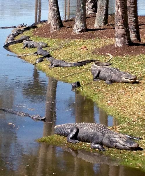 Alligators At Osprey Point Clubhouse Kiawah Island S C