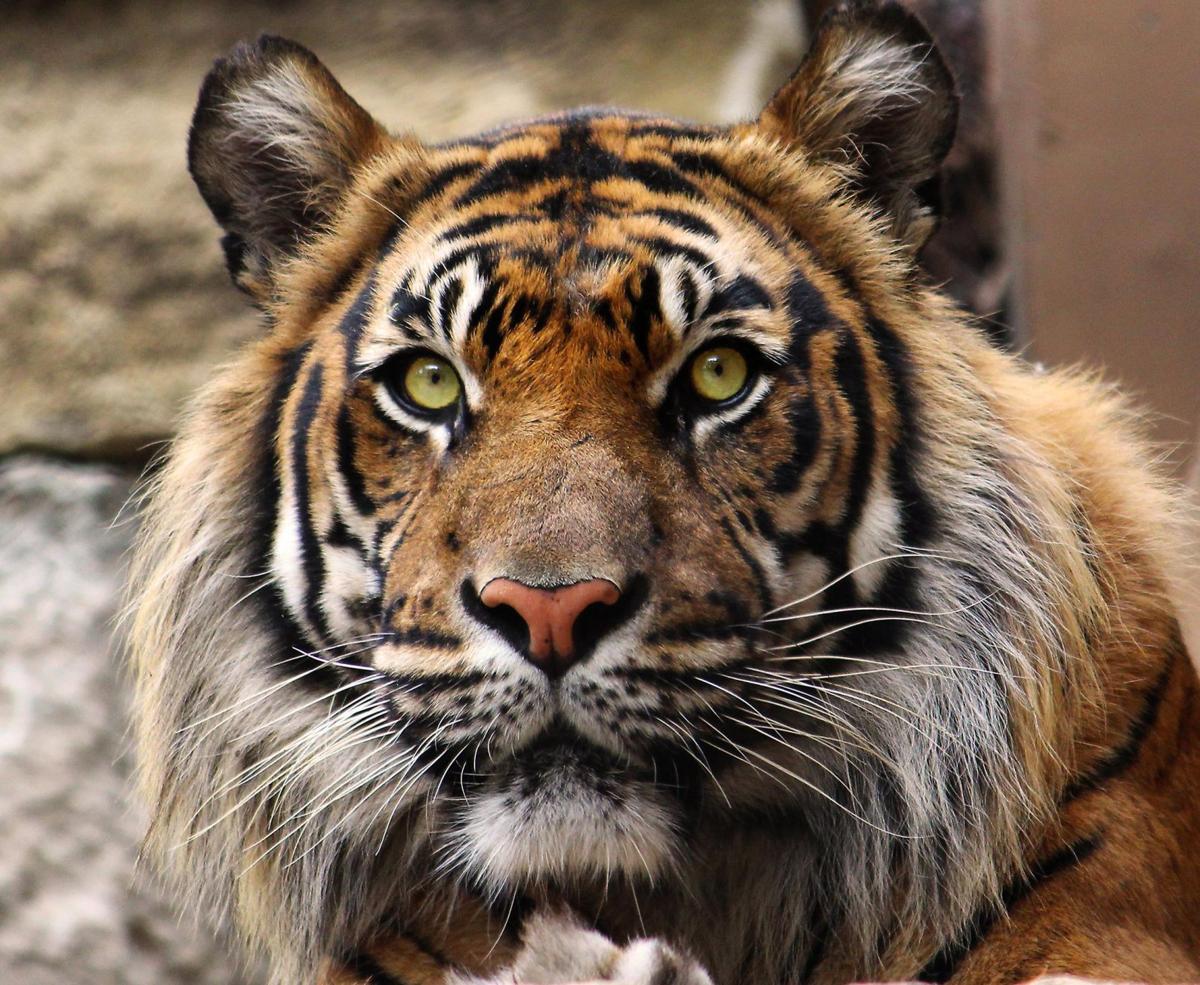 Kansas City Zoo: Africa is a highlight | Travel | stltoday.com