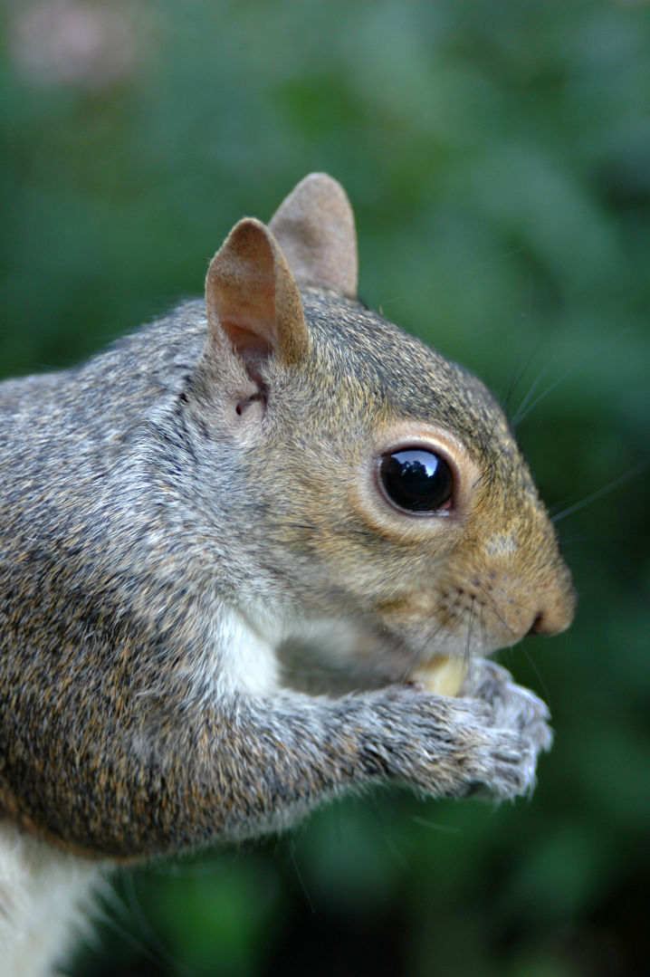 Squirrel attacks people at Florida senior center, hurts 3 | Nation ...