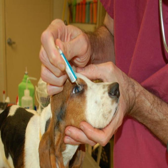 10 Basset Hound Puppies Rescued From Missouri Breeder Humane Society Says Pets Stltoday Com