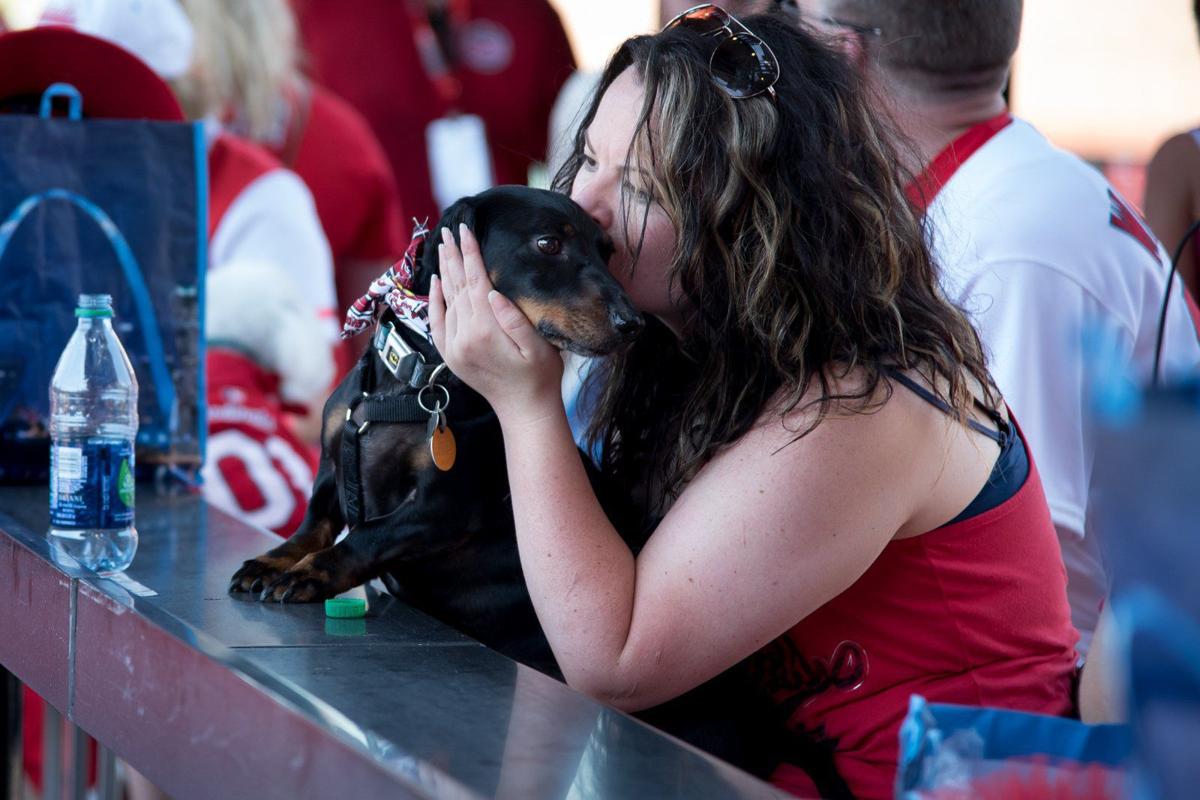 Purina Pooches in the Ballpark returns