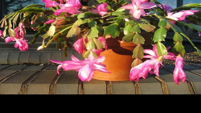Divide sansevieria, Xmas cactus at any time now | Residence & Backyard garden