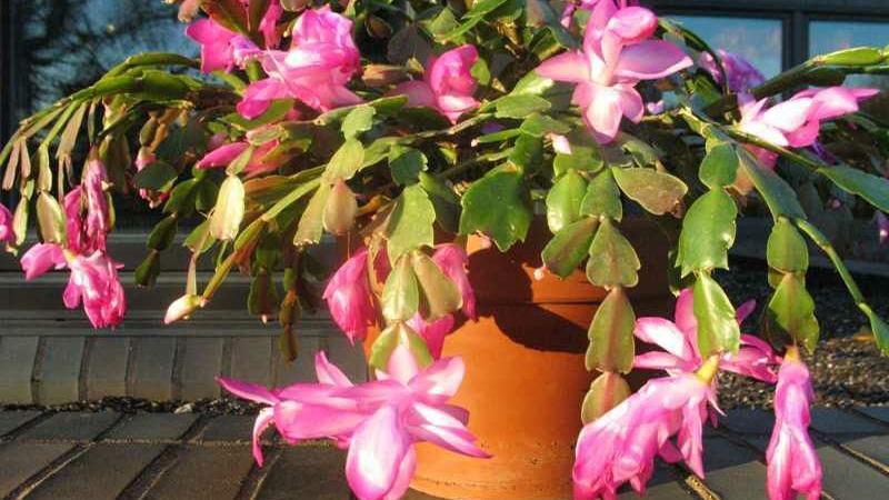 Divide sansevieria, Xmas cactus at any time now | Residence & Backyard garden Divide sansevieria, Xmas cactus at any time now | Residence & Backyard garden