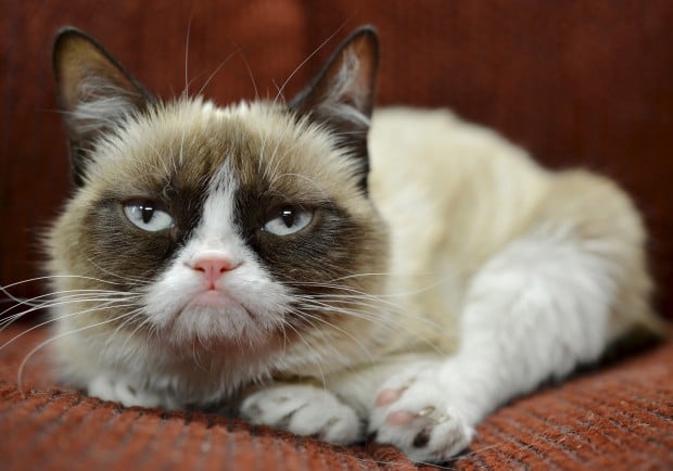 Grumpy Cat gives her humans plenty of reasons to smile – Twin Cities