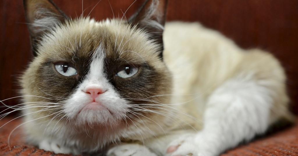 How Grumpy Cat went from feline obscurity to internet sensation