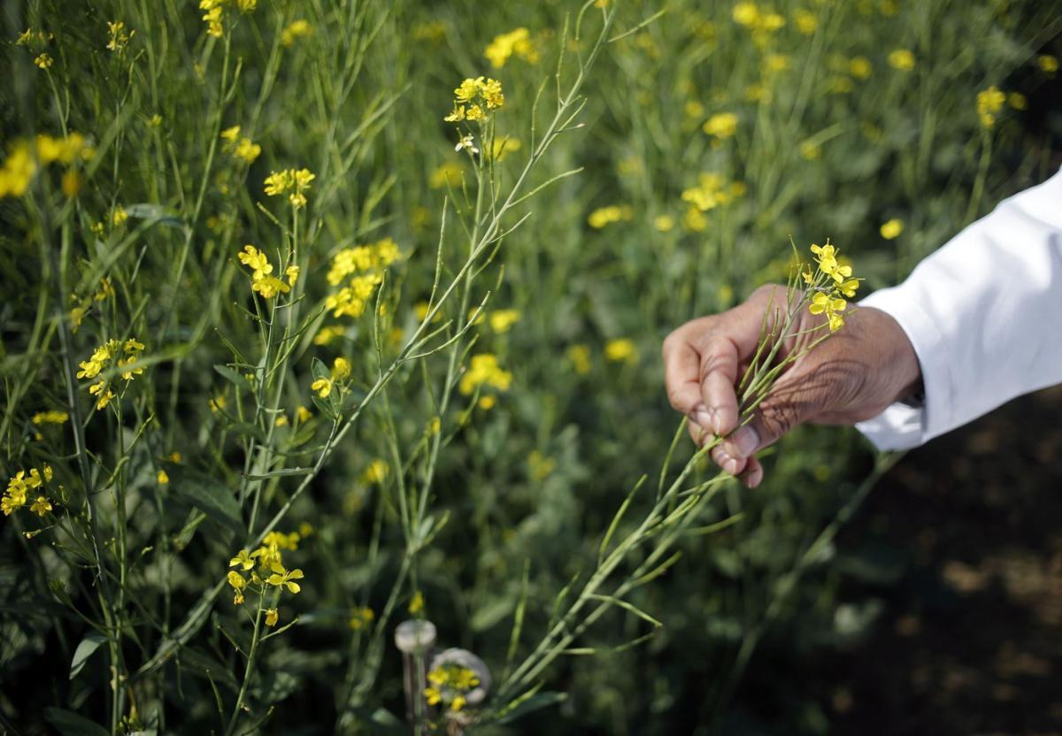 Modi Bets On Genetically Modified Crops For India S Second Green Revolution Local Business Stltoday Com Postal codes for region delhi, india. st louis post dispatch