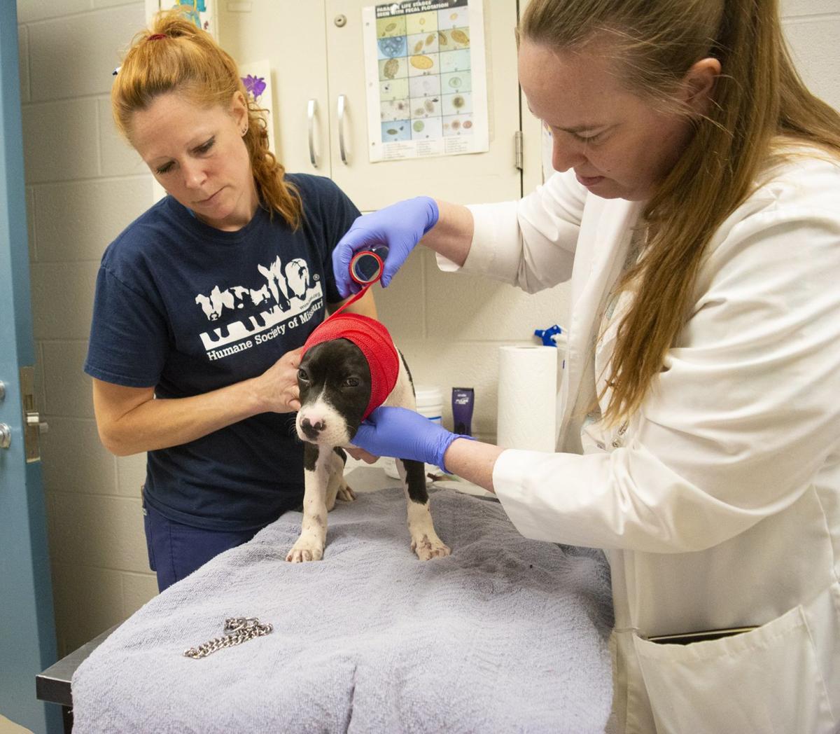 Humane Society Boosts Reward For Leads On Mutilated Puppy In North St Louis County Law And Order Stltoday Com